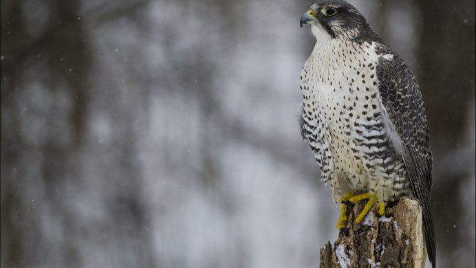 Орел Сокол ястреб Сапсан