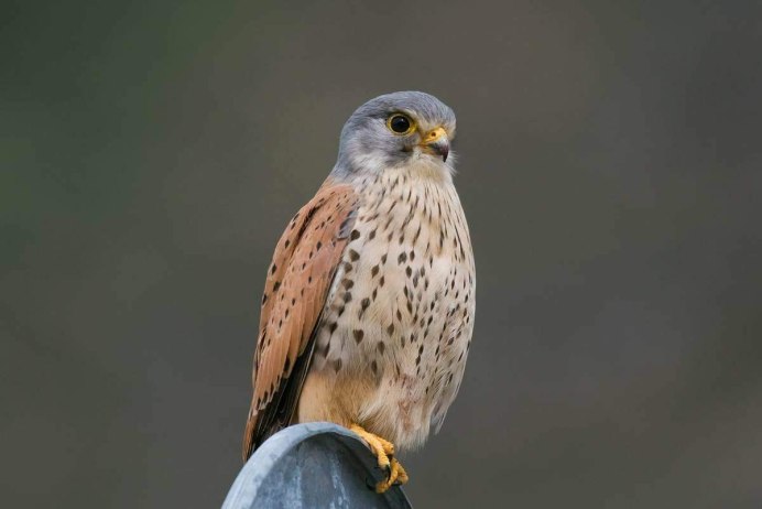 Хищные птицы ястреб Коршун