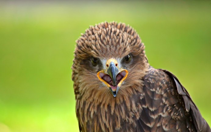 Хищные птицы Сокол