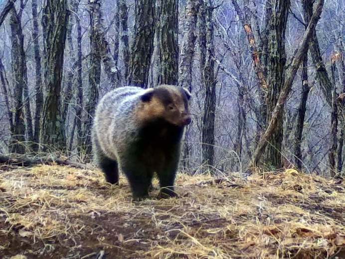 Амурский барсук