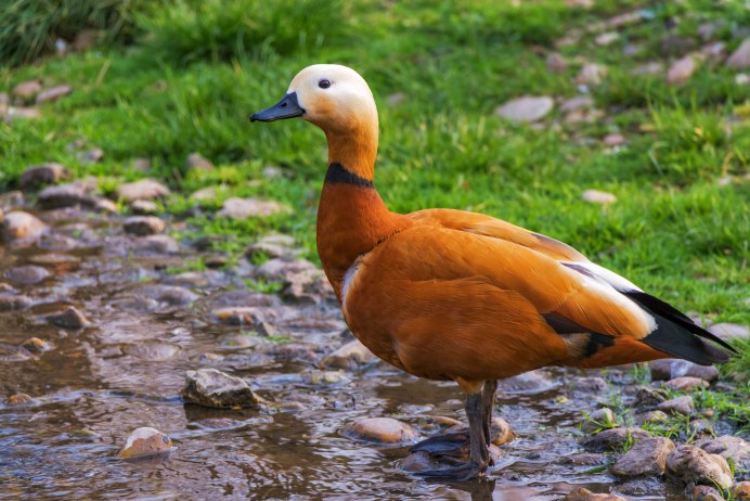 Ducklings Swim
