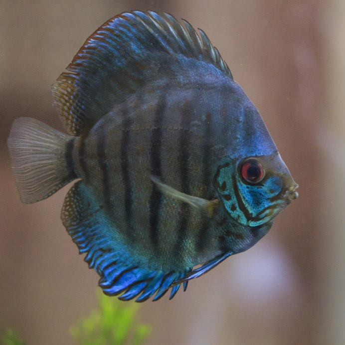 Дискус туркис тигровый