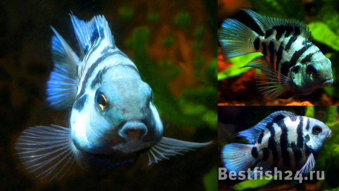 Дискус красный туркис