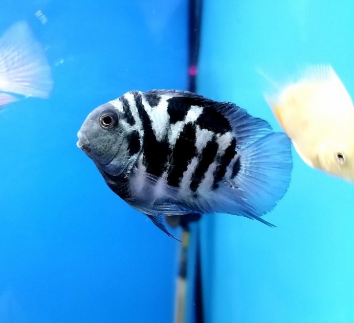 Попугай синий тигровый Hybrid Cichlid