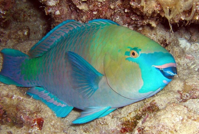 Попугай голубая Панда рыбка