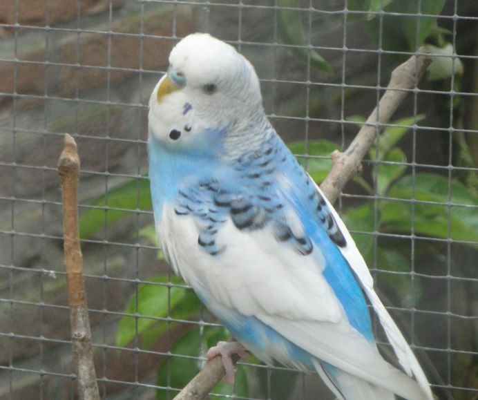 Клетка для попугая