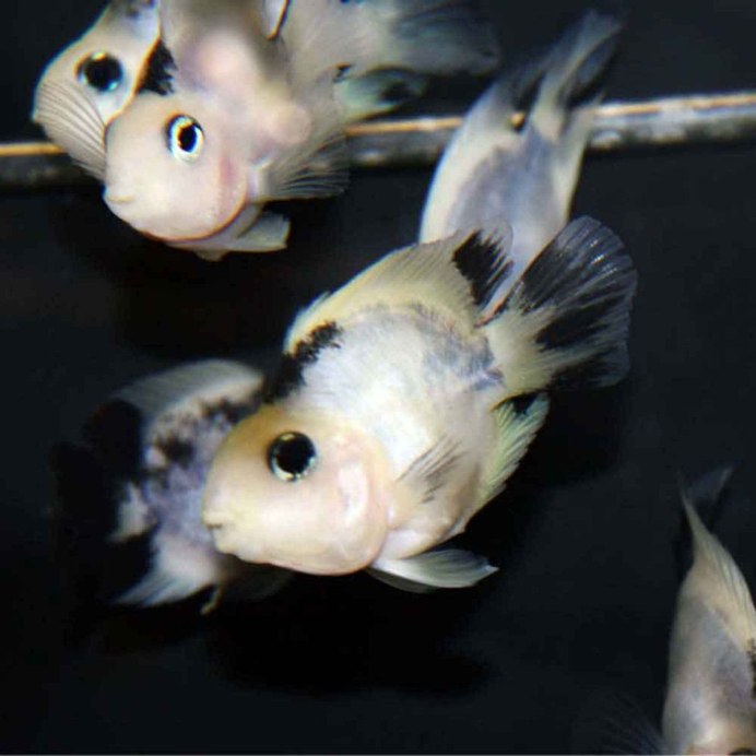 Желтоголовый волнистый попугай