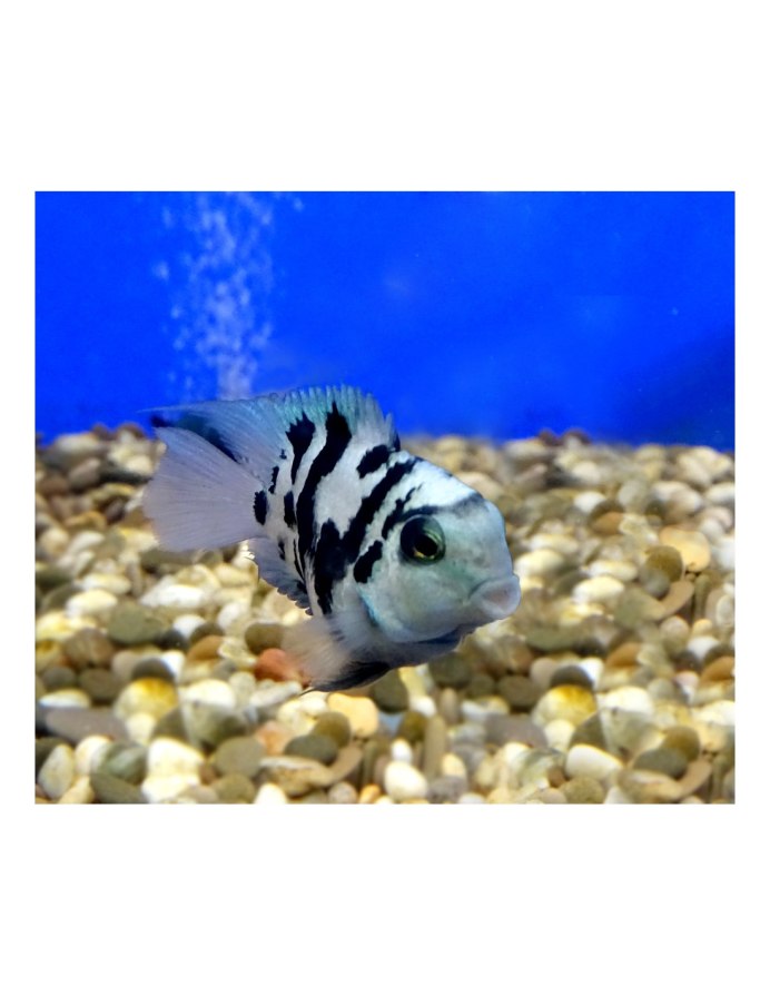 Попугай голубая Панда рыбка