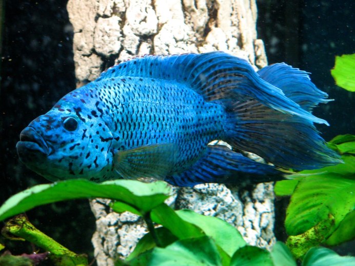 Попугайчики кореллы