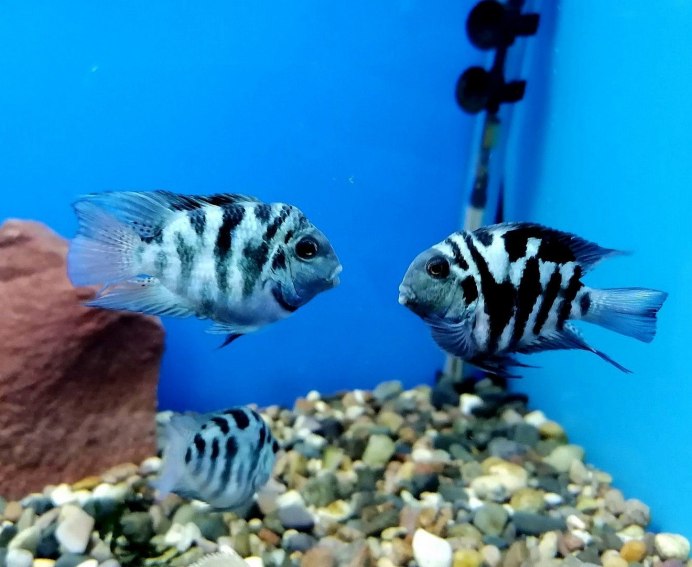 Дискус туркис голубой