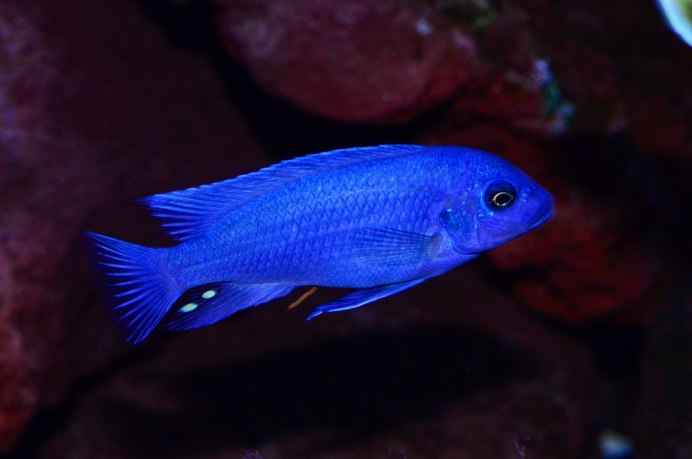 Волнистый попугайчик голубой голубой