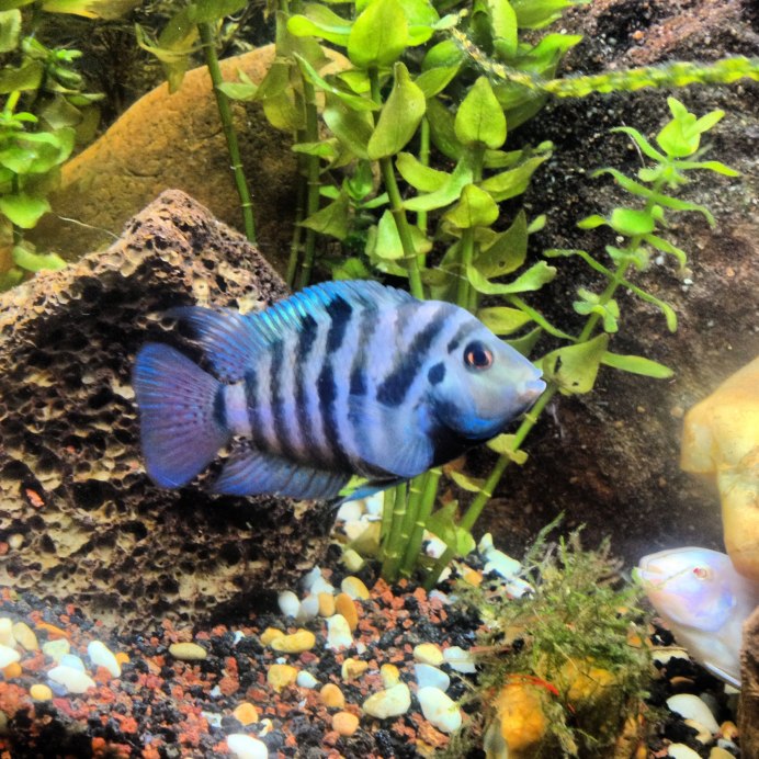 Волнистый попугай сбоку