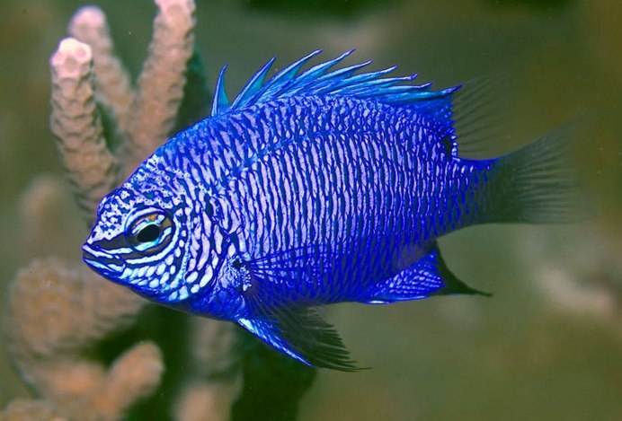 Рыбка цихлазома чернополосая