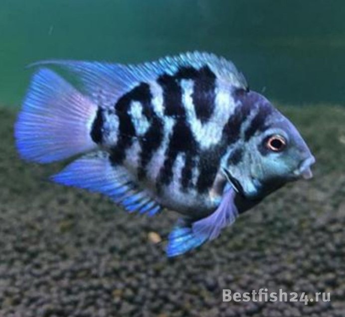 Аквариумные рыбки Hybrid Cichlid