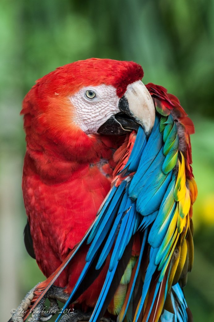 Рыба попугай клюв