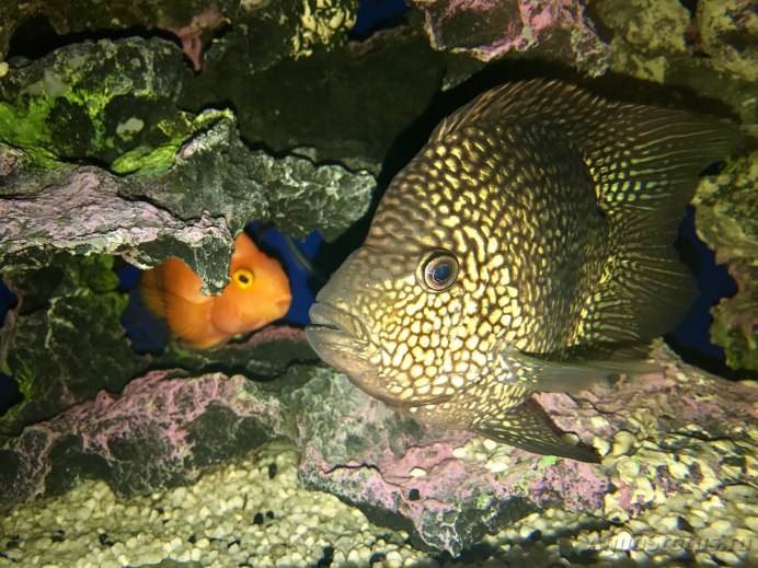 Хризиптера желтохвостая синяя