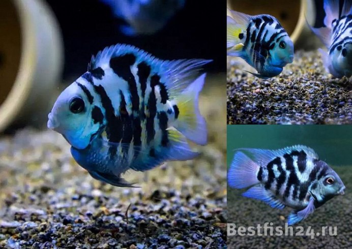 Попугай синий тигровый рыбка