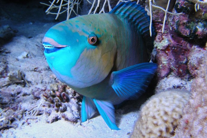 Тигровый попугай рыбка