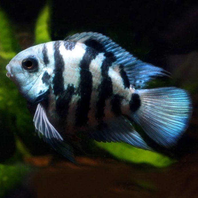 Попугай синий тигровый Hybrid Cichlid