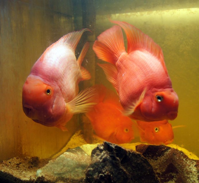 Цихлиды Блэк