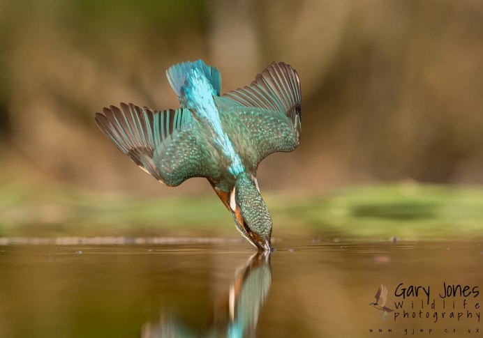 Зоопарк утка Гусь Сухонос лебедь