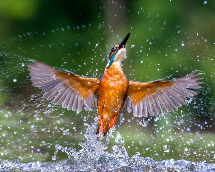 Камышница Gallinula chloropus