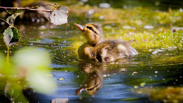 Уточки в пруду