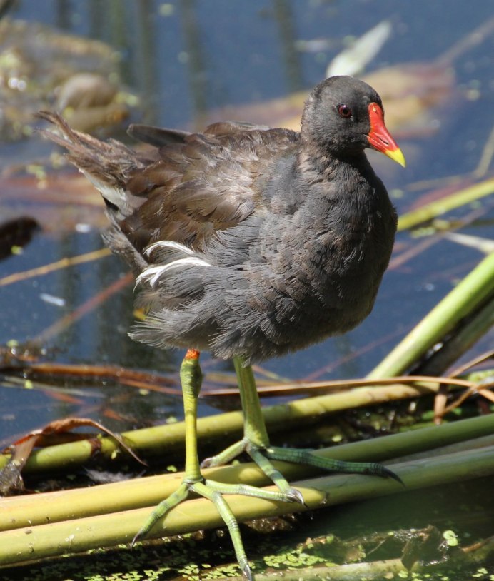 Водные птички