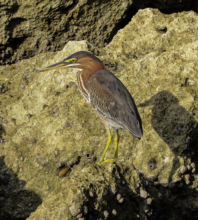 Водяная птица