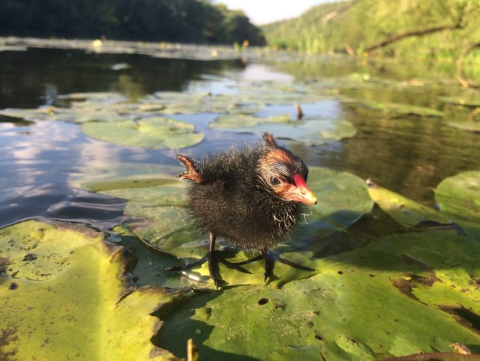 Зимородок птица рыболов