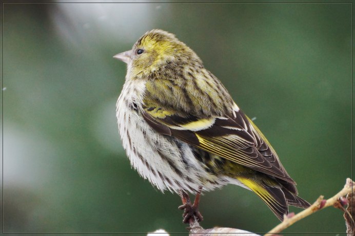 Чиж (лат. Carduelis Spinus