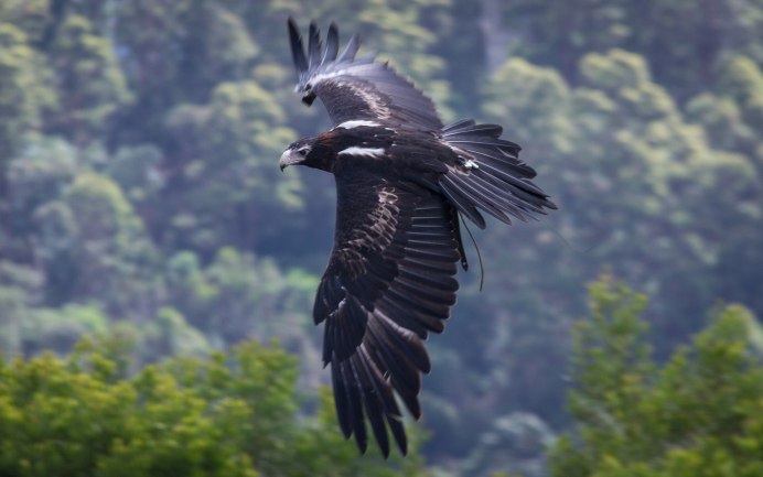 Гордая птица-Орел