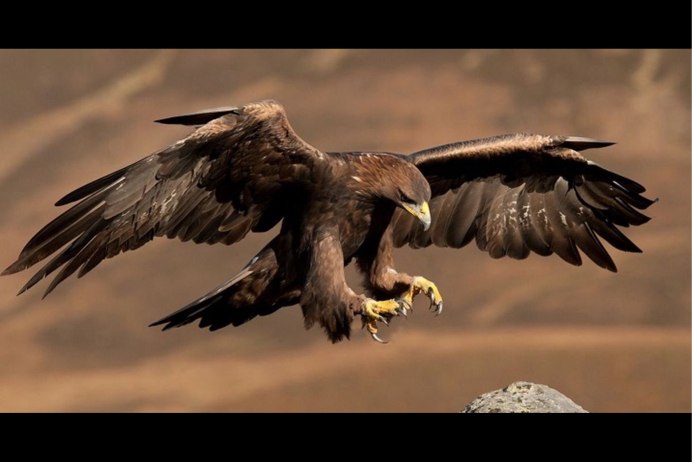 Сокол Беркут