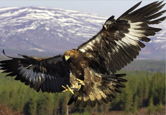 Орел ястреб Сокол Коршун Беркут