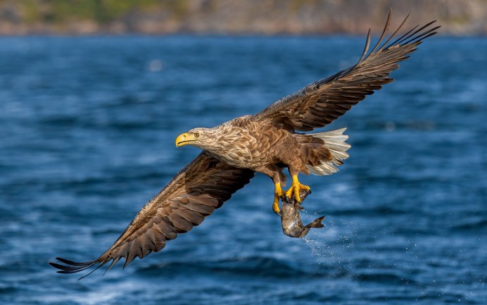 Орел с распахнутыми крыльями