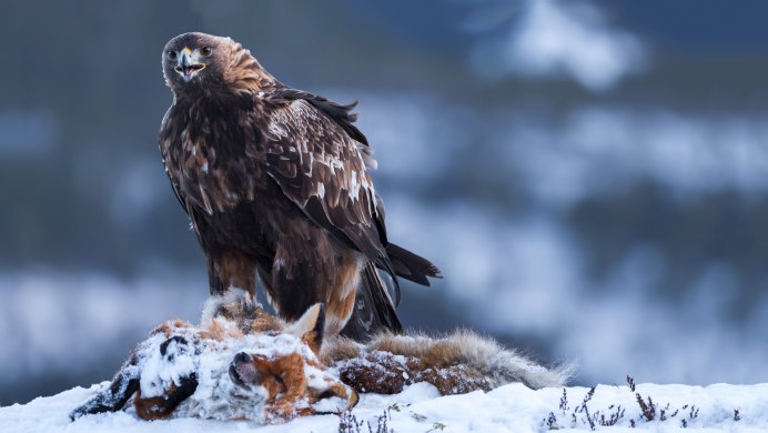 Беркут Узбекистан