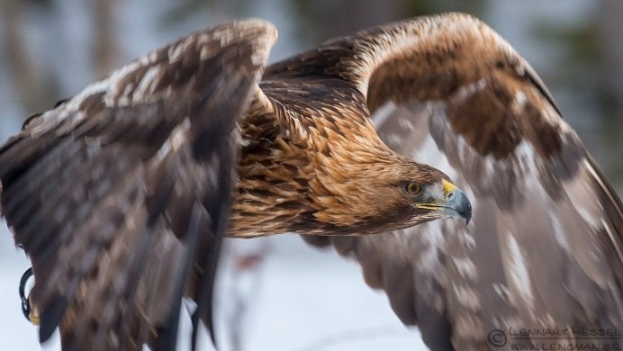 Беркут в Северной Америке