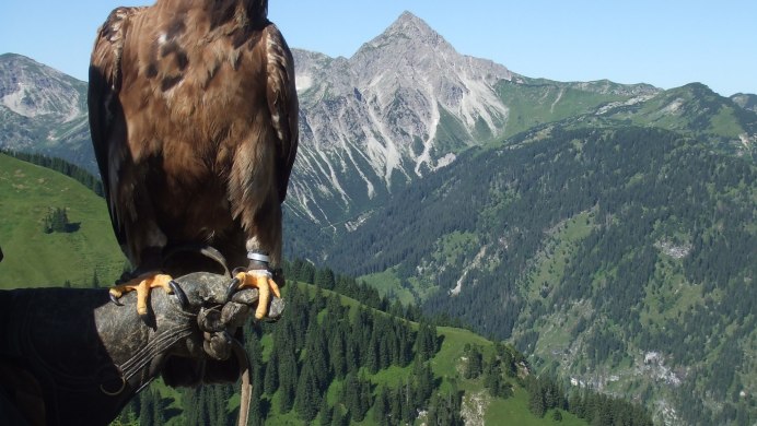 Орел Беркут Дагестана в хребтах Кавказа