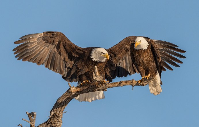 Орел в небе