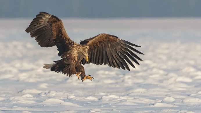 Орел с рыбой