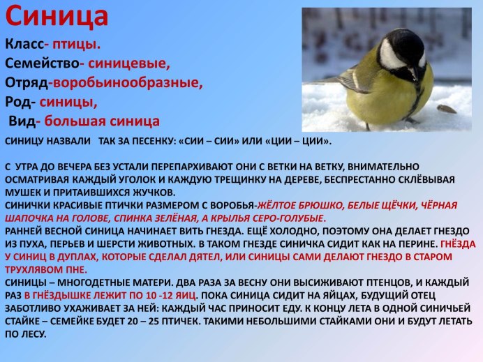 Красивая синичка для детей