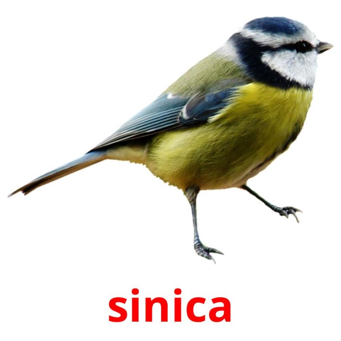 Синица рисунок