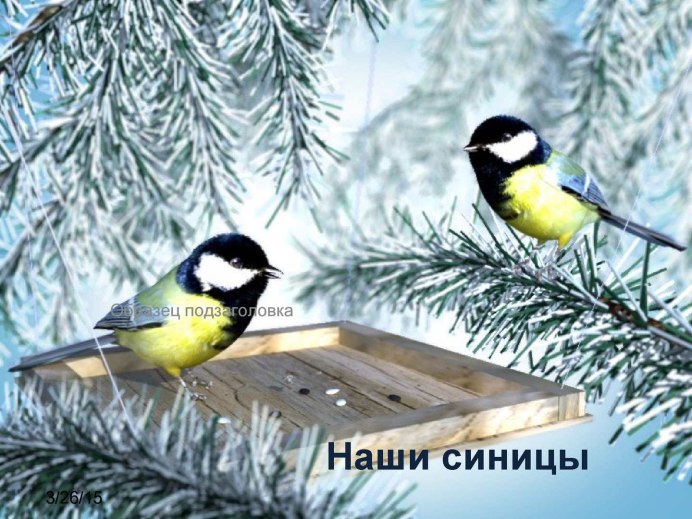 Синица акварелью