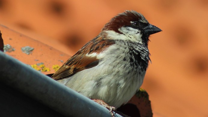 Клюв воробья