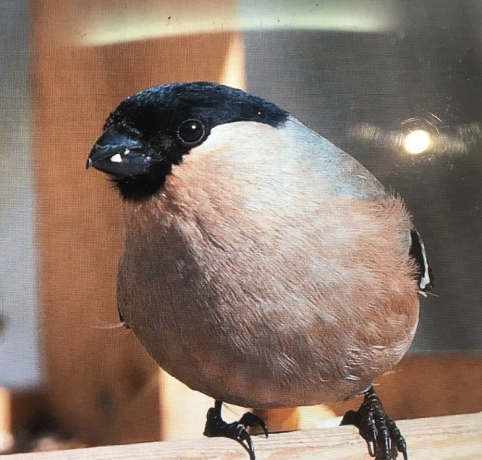 Птица с черной головой