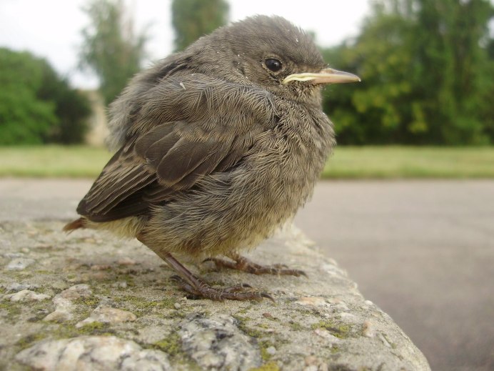 Стриж птенец желторотик