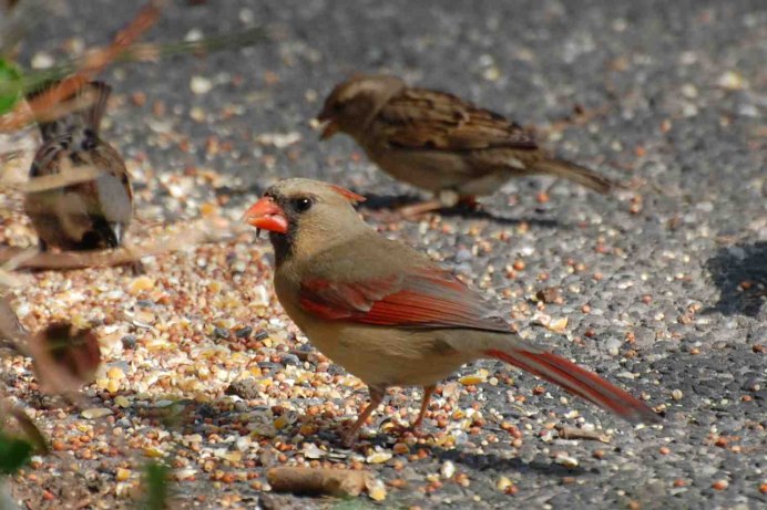 Птица с красным клювом маленькая