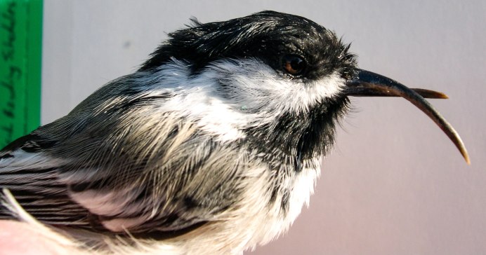 Птица с кривым клювом