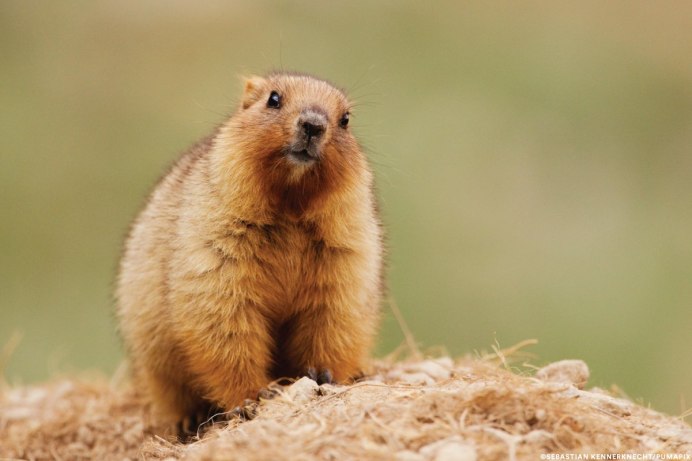Сурок Степной, Байбак (Marmota Bobak)
