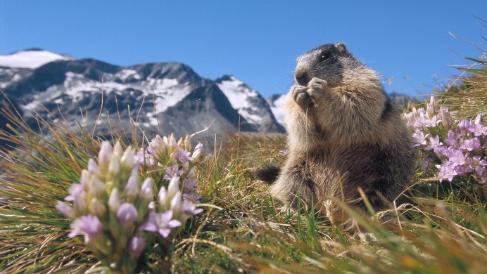 Седой сурок Marmota caligata